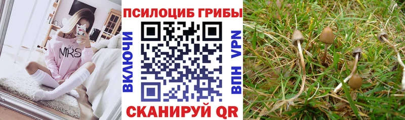 Галлюциногенные грибы мицелий  цены   Красноперекопск 